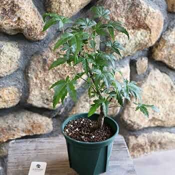 61TQ82+rkQL._AC_UF350,